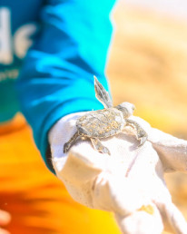 #tide Mexico Baby Turtle Beach Protection Kopie
